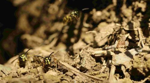 Vespula vulgaris